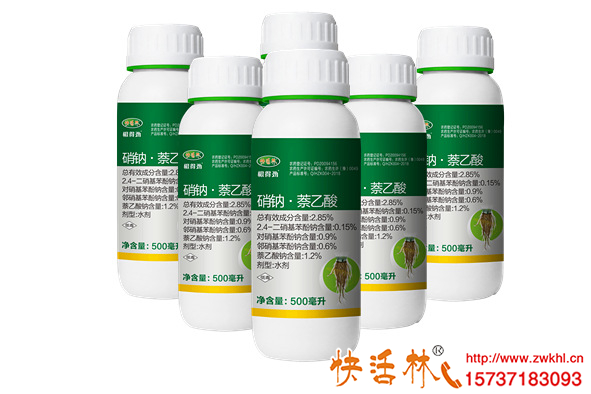 草莓根都長(zhǎng)到溝外了，快活林強(qiáng)力生根劑效果這么明顯