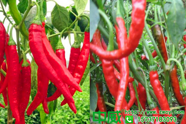 種植辣椒用什么肥料，辣椒追什么肥效果好產(chǎn)量高