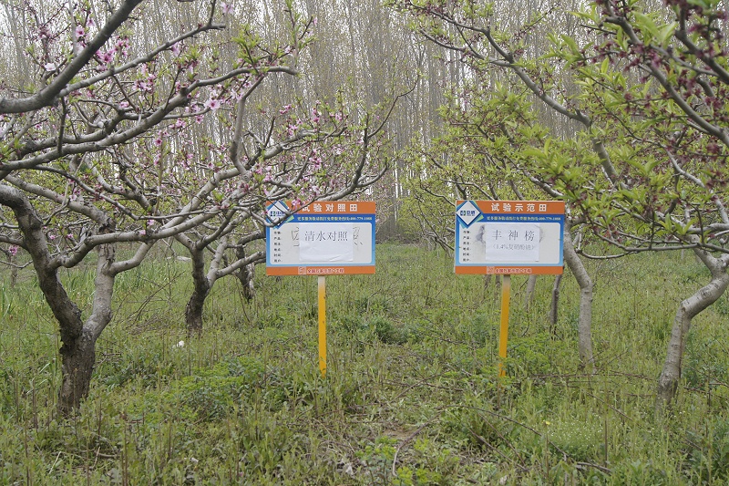 豐神榜+桃樹花期處理對照