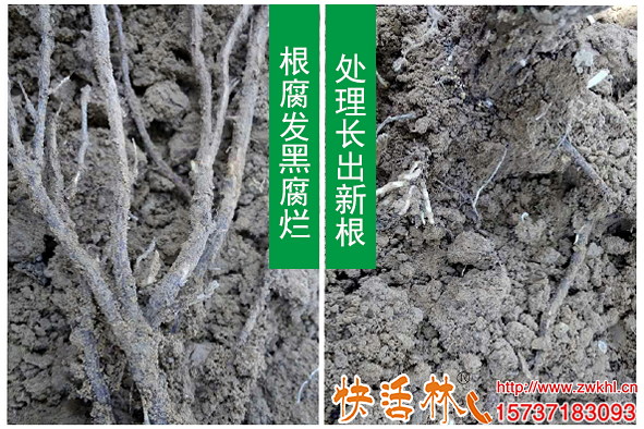 桃樹(shù)根腐病并非不能治，發(fā)生根腐病到底怎么救治