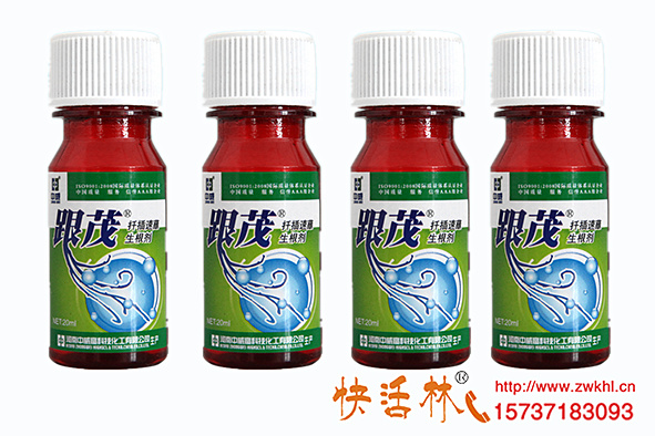快活林苗木生根劑跟茂扦插茶苗史經(jīng)理扦插30年沒見過根系這么旺盛