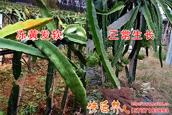需要購買火龍果樹防凍劑找快活林，永州彭經(jīng)理果園抗寒無黃葉