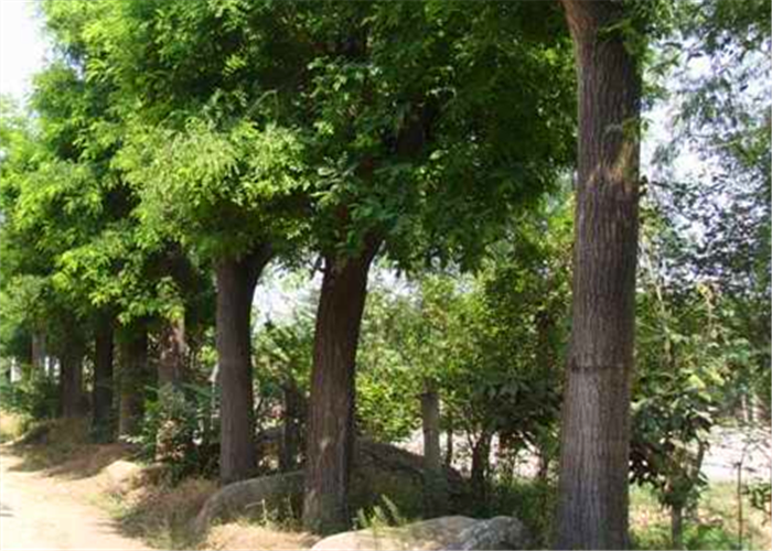德州平原縣哪里有樹的營養(yǎng)液賣，快活林貨源充足2000袋當(dāng)天就到