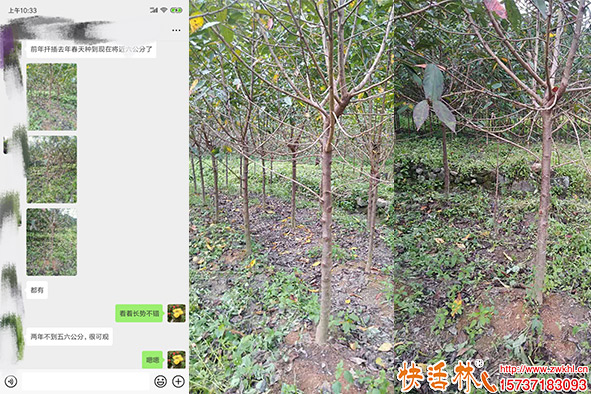 快活林生根粉樹(shù)苗使用