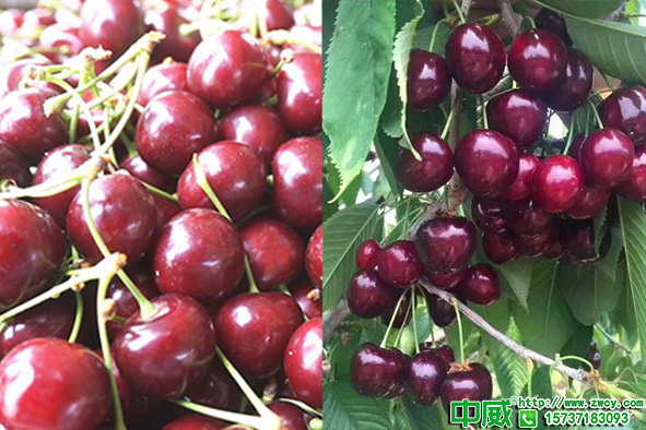 磷鉀肥作用是什么有沒有用對？磷鉀肥哪個好？
