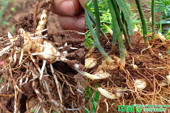 黃精種植怎么高產(chǎn)？怎么種黃精品質(zhì)好？