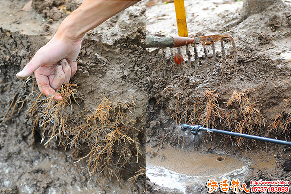 生根粉品牌哪個(gè)好？工程移栽用什么生根粉發(fā)根快？