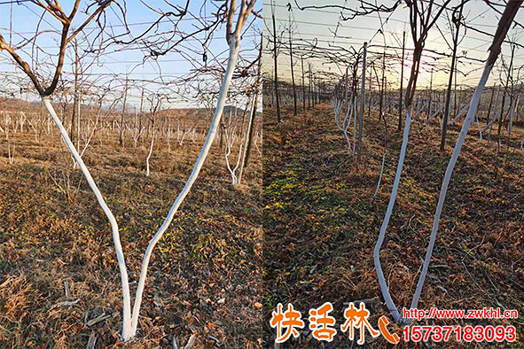 快活林果樹涂白劑批發(fā)價格合適，張經(jīng)理先發(fā)5噸過幾天還要