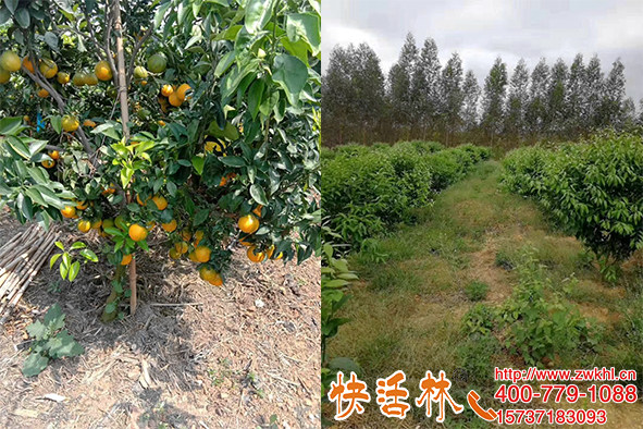快活林生根粉價格多少，廣西桂林李經理柑橘復壯黃葉快速改善