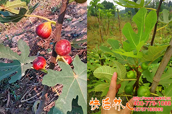 山東威海陳經(jīng)理山地十多畝無花果樹樹干涂白，咨詢快活林就是方便
