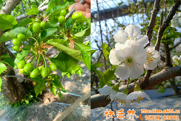 果樹防凍用什么藥，櫻桃花期用快活林植物防凍劑預(yù)防倒春寒