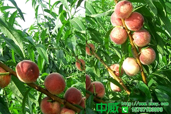 桃樹施好肥科學(xué)管理防落果，桃樹專用肥哪個好？