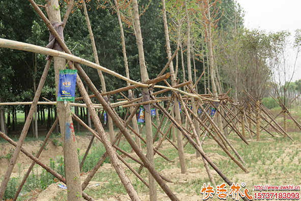 快活林大樹營養(yǎng)液使用1