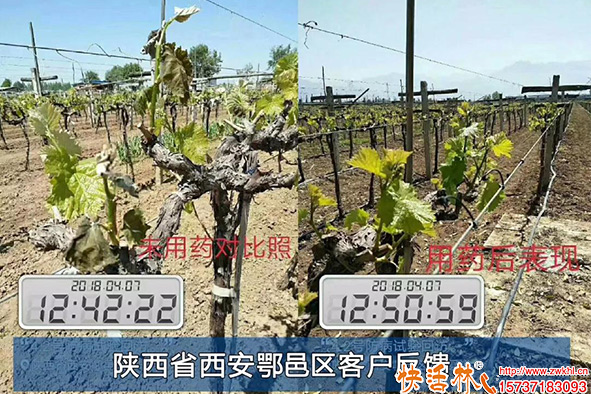 快活林葡萄樹防凍