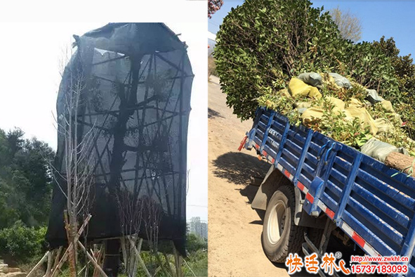 移栽樹(shù)木怎么保水防干葉？蒸騰抑制劑什么時(shí)候用？