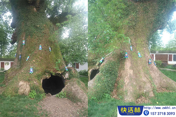 快活林香樟樹養(yǎng)護(hù)