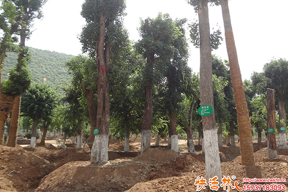 快活林吊針液銀杏樹養(yǎng)護(hù)