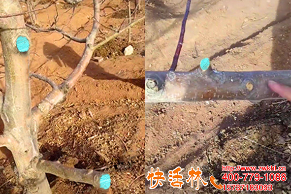 鄭州王經(jīng)理蘋果樹修剪，技術(shù)人員都在用快活林果樹愈合劑示范