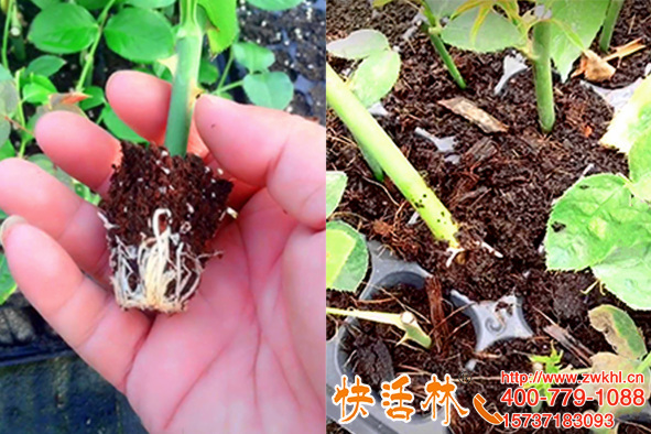 河北廊坊張經(jīng)理扦插十五萬株月季用快活林強(qiáng)力生根劑一周就有變化