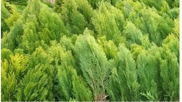 側(cè)柏怎么栽種好成活，側(cè)柏生根粉用什么好