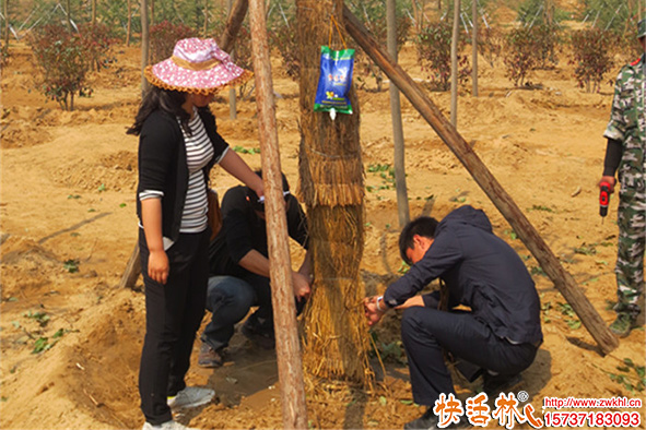 為什么別人掛吊針液恢復(fù)快？綠化苗木營(yíng)養(yǎng)液哪種效果好？