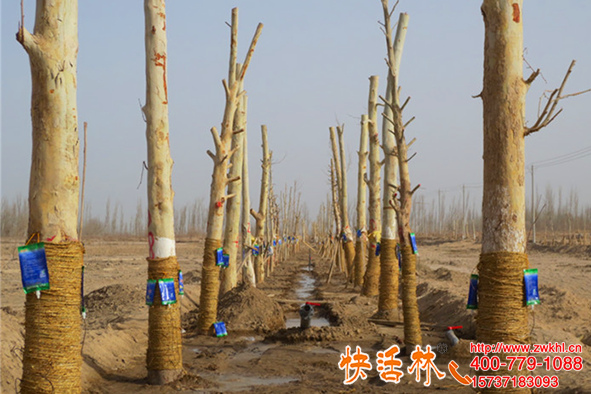 生根劑真了解嗎？移栽生根快成活高才是真管用