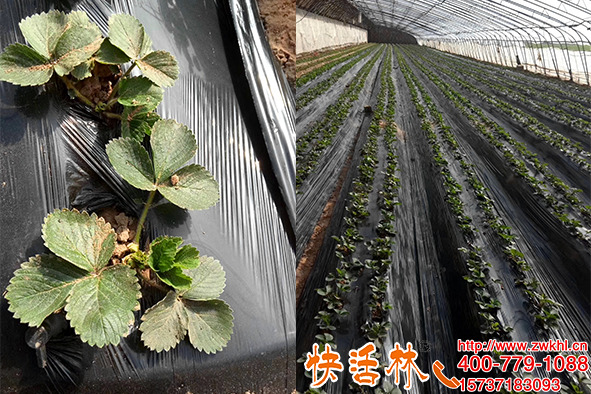 快速生根粉草莓蘸根移栽恢復(fù)快長得壯快活林養(yǎng)護(hù)容易爛根也不怕