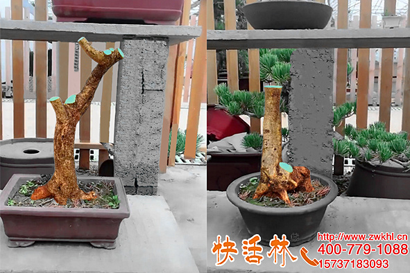 快活林盆景傷口愈合劑家中常備，樹樁強(qiáng)效保護(hù)恢復(fù)快避免脫水