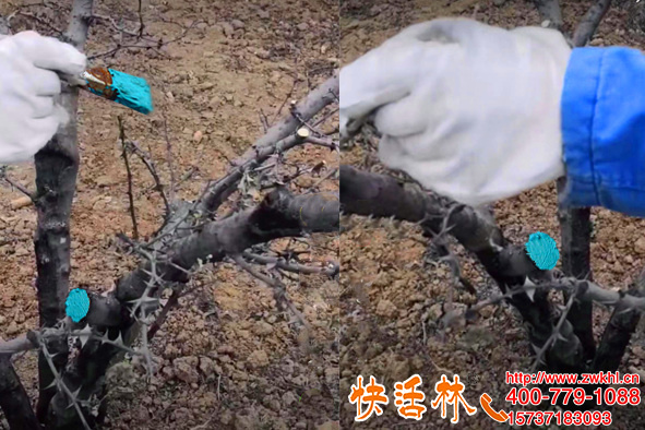 云南麗江王經(jīng)理上百畝花椒樹(shù)用快活林樹(shù)木愈合劑恢復(fù)平整
