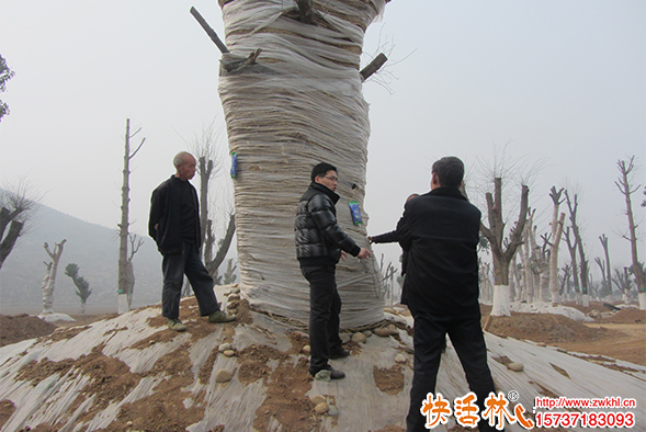 為什么給樹輸液？給樹輸液有什么作用？哪種吊針液效果好？