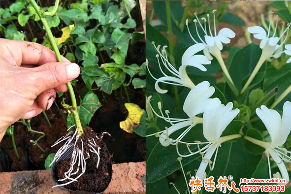 夏季金銀花扦插容易成活嗎？怎么扦插金銀花？