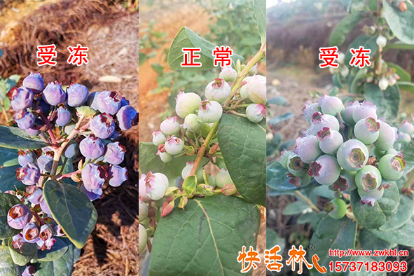 冬季樹(shù)木防凍措施有哪些，不同樹(shù)種冬季怎么防凍效果好