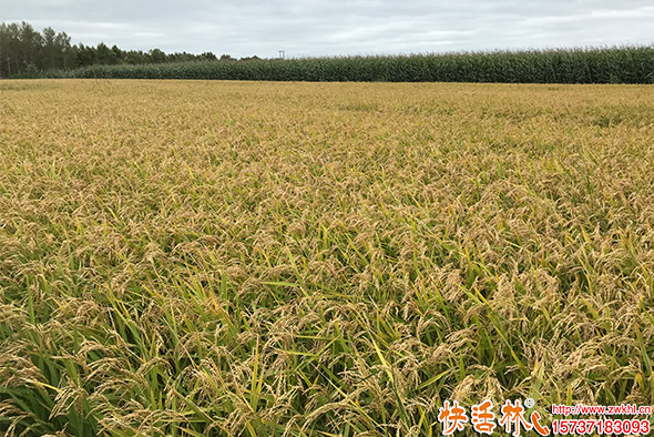 快活林菌地帶菌肥試驗(yàn)田2
