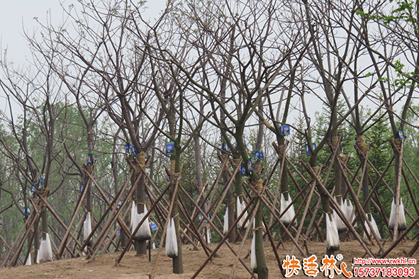 快活林營養(yǎng)液使用